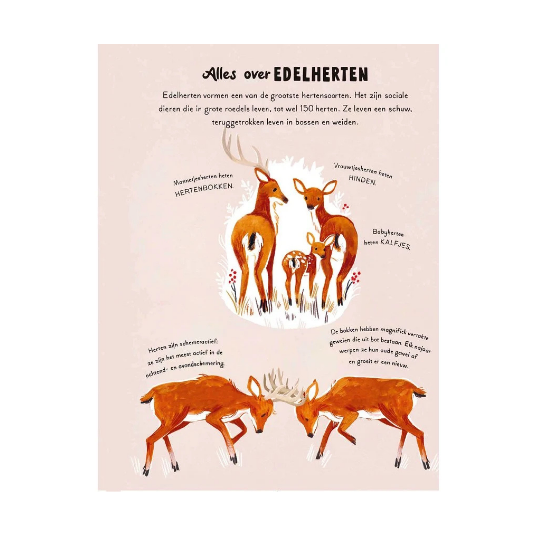 Een woud vol wonderen