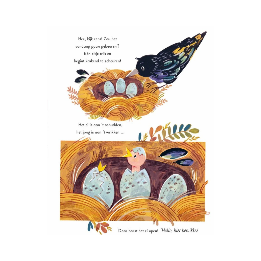 Een woud vol wonderen