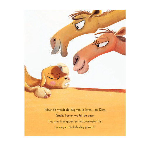 Lars de dwarse dromedaris